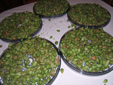 Hops 2006